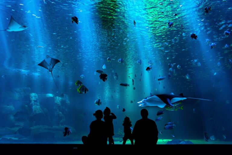 aquarium-gijon CIS ROV